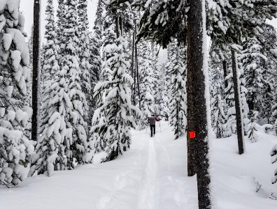 Skier on Spring Creek Trail photo