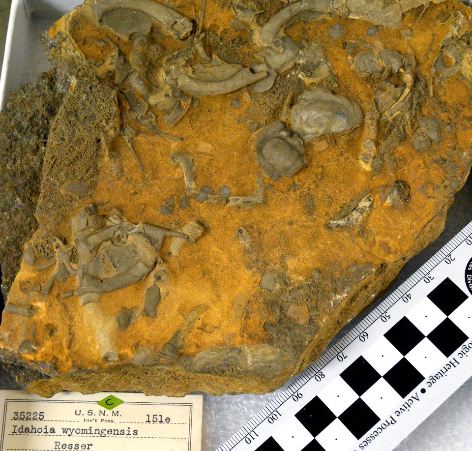 USNM 35225 Trilobite hash beds