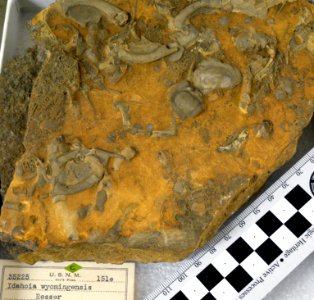 USNM 35225 Trilobite hash beds