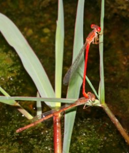 FIRETAIL, DESERT (Telebasis salva) (10-4-2020) sonoita creek, patagonia, santa cruz co, az -08 in tandem