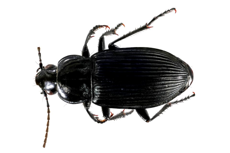 Poecilus corvinus (top view)