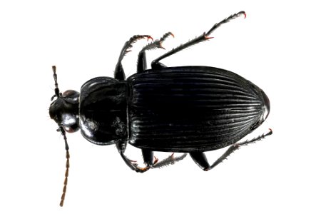 Poecilus corvinus (top view)