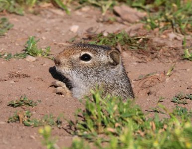 GROUND-SQUIRREL, WYOMING (Spermophilus elegans) (7-18-2020) cottonwood lake road out of smoot, lincoln co, wy -03