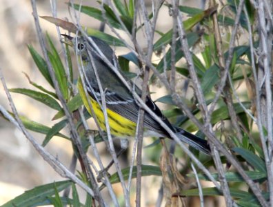 826 - MAGNOLIA WARBLER (12-17-13) tanque verde wash, tucson, pima co, az -05 photo