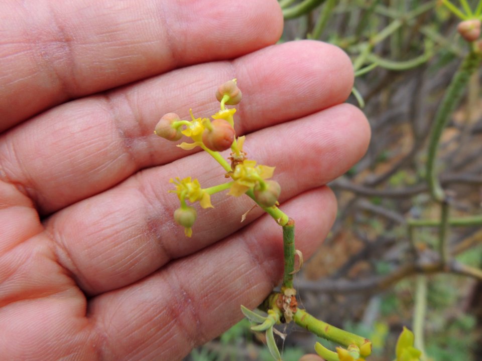 Euphorbia lamarckii Sweet. Euphorbiaceae.