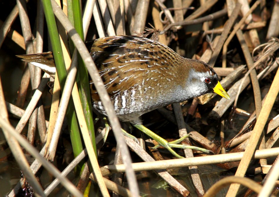 SORA (2-28-10) cloisters, morro bay, ca - 01