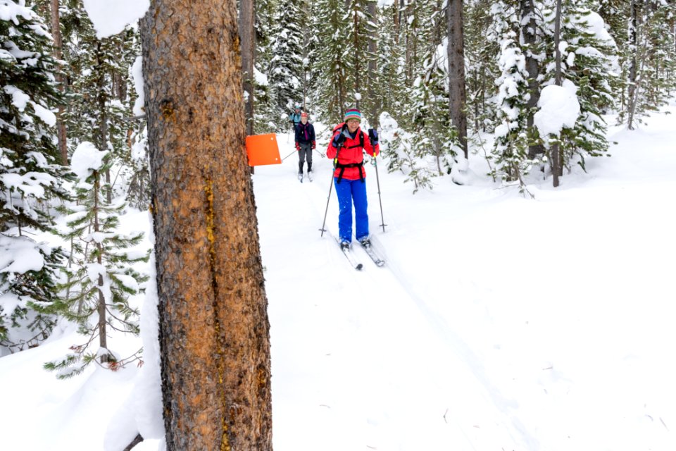 Skiers on the Spring Creek Trail ski past a trail blaze