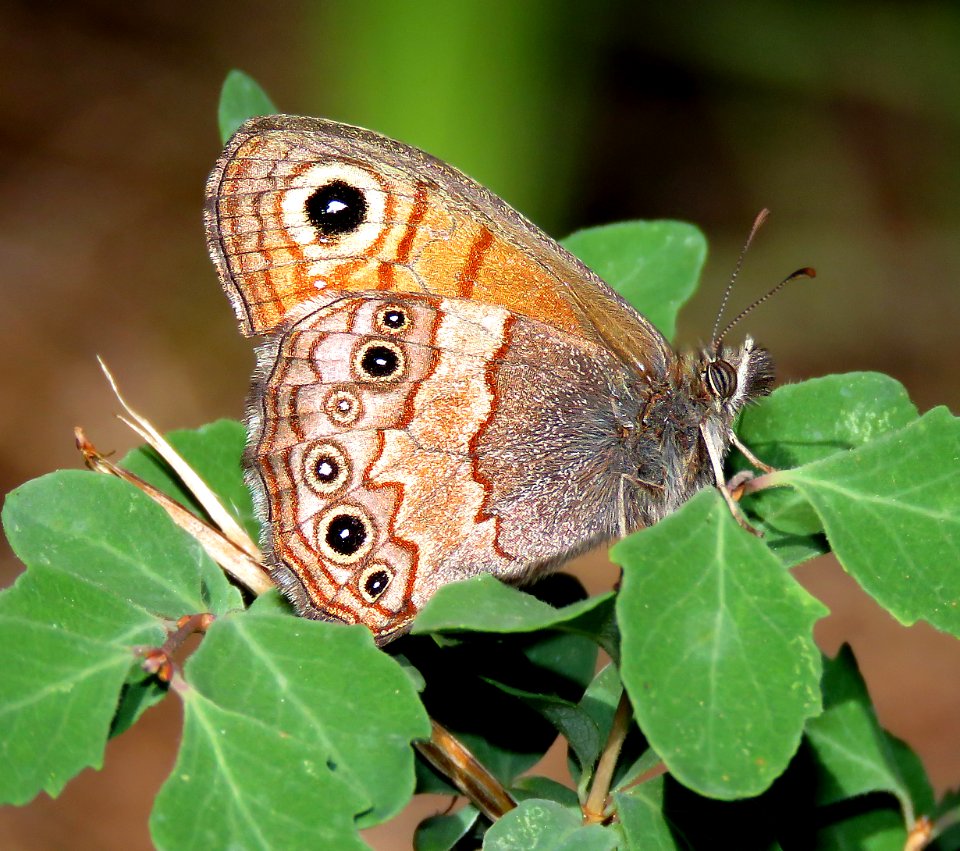 SATYR, PINE (Paramacera allyni) (6-13-2020) barfoot meadow, chiricahua mts, cochise co, az -05