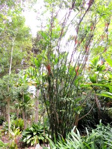 Chamaedorea seifrizii Burret. Arecaceae o Palmae. "Jate, xiat".