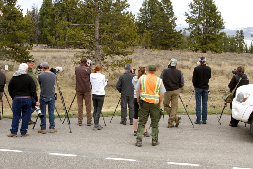 Photographing a grizzly bear at a proper distance