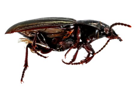 Stereocerus haematopus (side view)