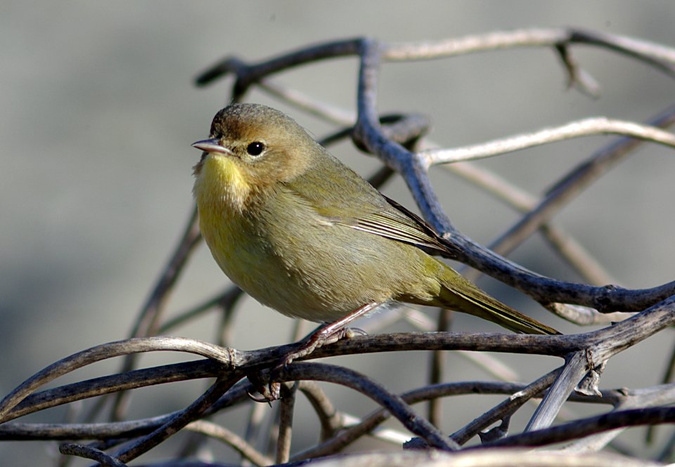 YELLOWTHROAT, COMMON (12-23-07) -1