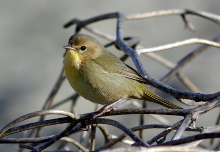 YELLOWTHROAT, COMMON (12-23-07) -1