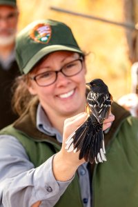 Yellowstone Bird Program (26): Wildlife Biologist Lauren Walker about to realse a spotted towhee