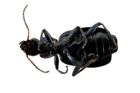 Calleida philophuga viridis (bottom view)
