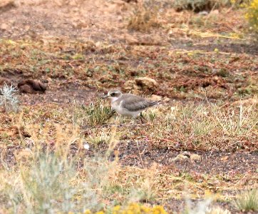 258 - LESSER SAND-PLOVER (10-3-2016) round cedar lake, coconino co, az -11
