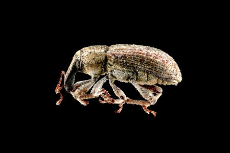 Weevil photo