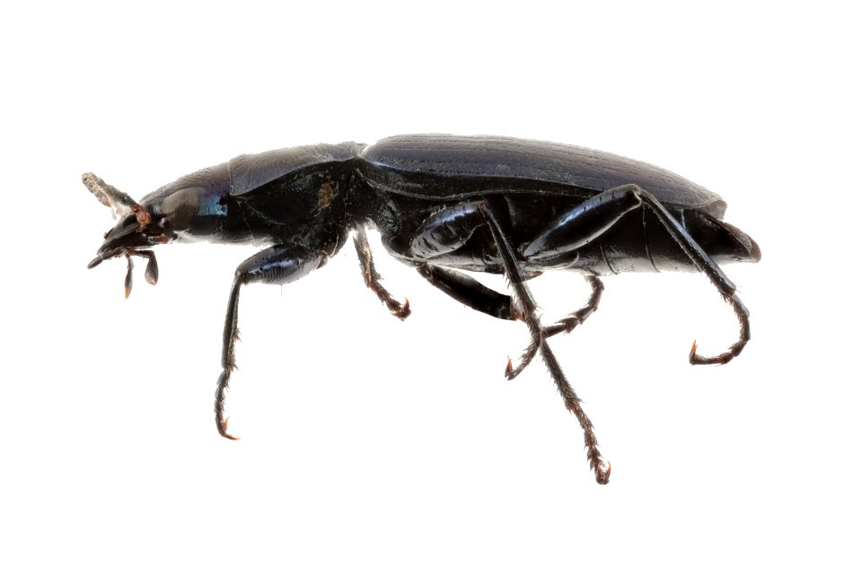 Calleida philophuga viridis (side view)