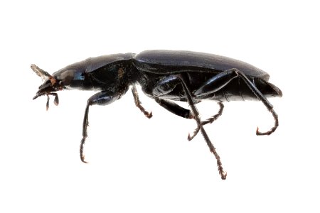 Calleida philophuga viridis (side view)
