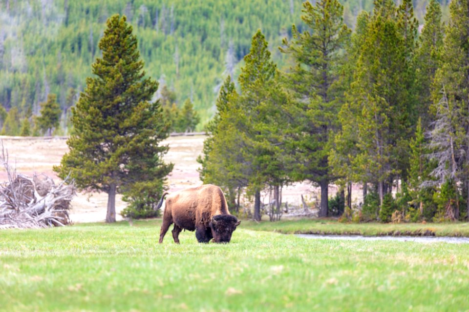A bison grazing near the Firehole River (2)