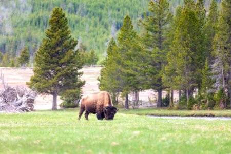 A bison grazing near the Firehole River (2) photo