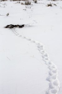 Badger tracks & burrow photo