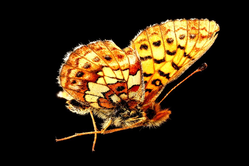 Bog fritillary (side) - Boloria eunomia