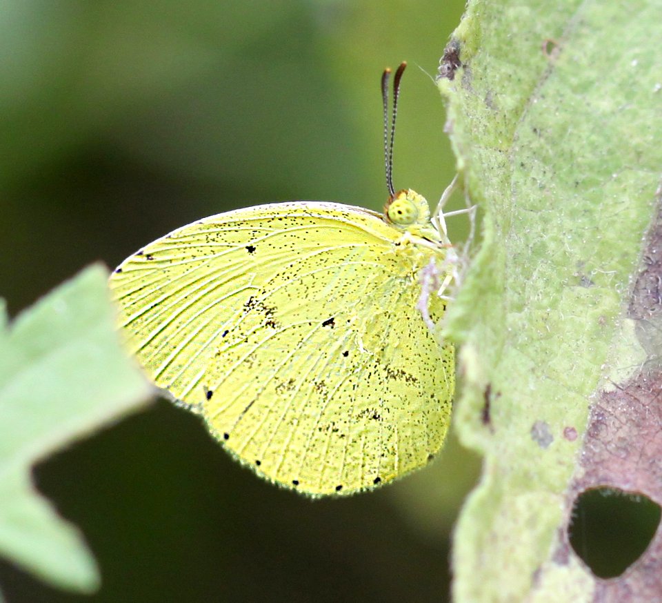 YELLOW, MIMOSA (Pyrisitia nise) (11-6-13) the butterfly center, mission, tx -01