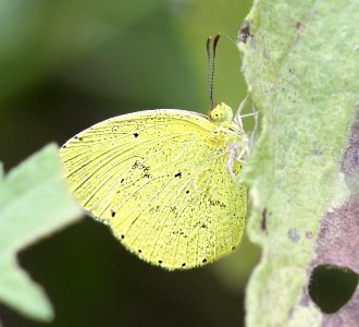 YELLOW, MIMOSA (Pyrisitia nise) (11-6-13) the butterfly center, mission, tx -01