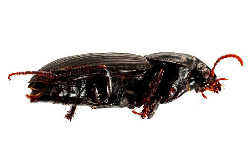 Harpalus opacipennis (side view)