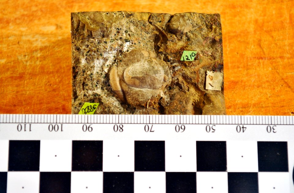 USNM 35236 trilobite
