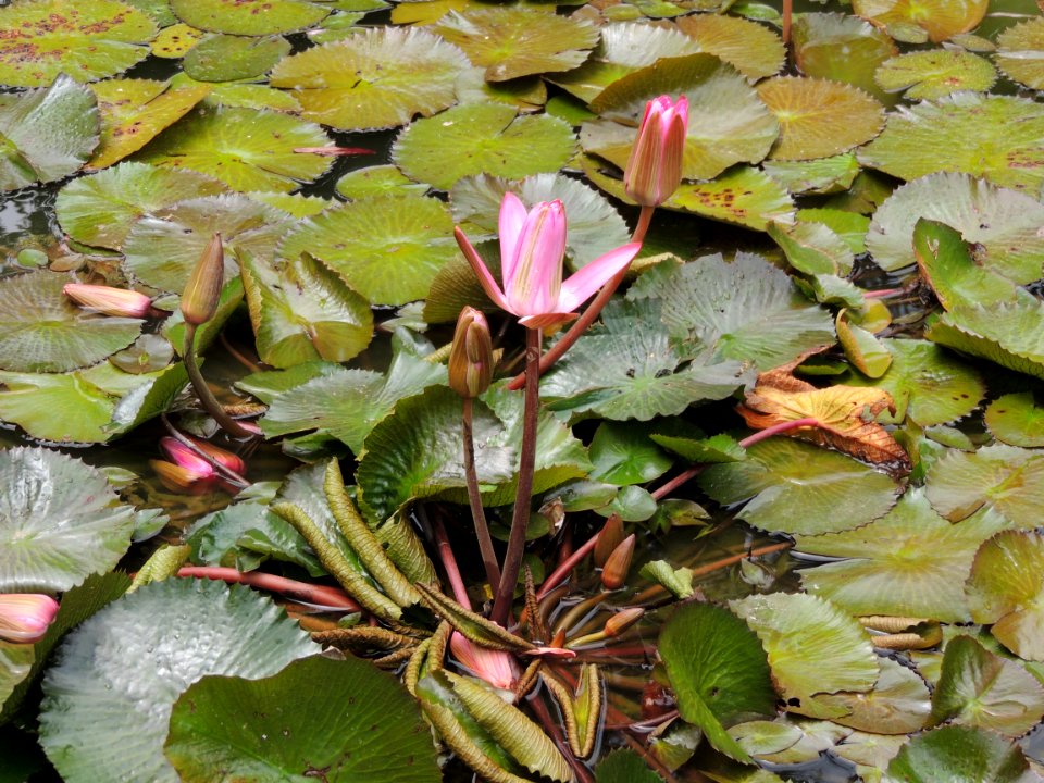 Nymphaea sp. Nymphaeaceae.
