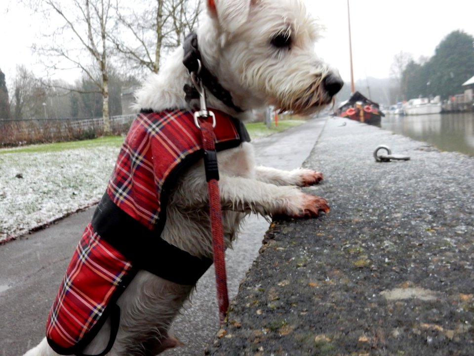 The Dog Snow Walk