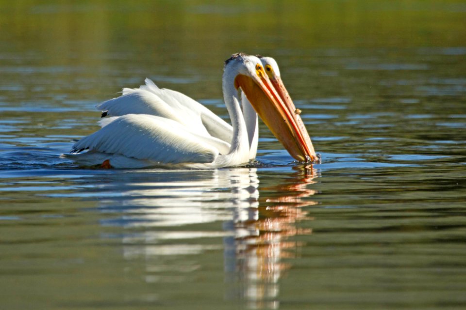 Pair of American white pelicans on Yellowstone River