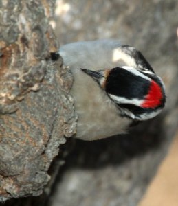 WOODPECKER, DOWNY (12-17-09) canet rd -03