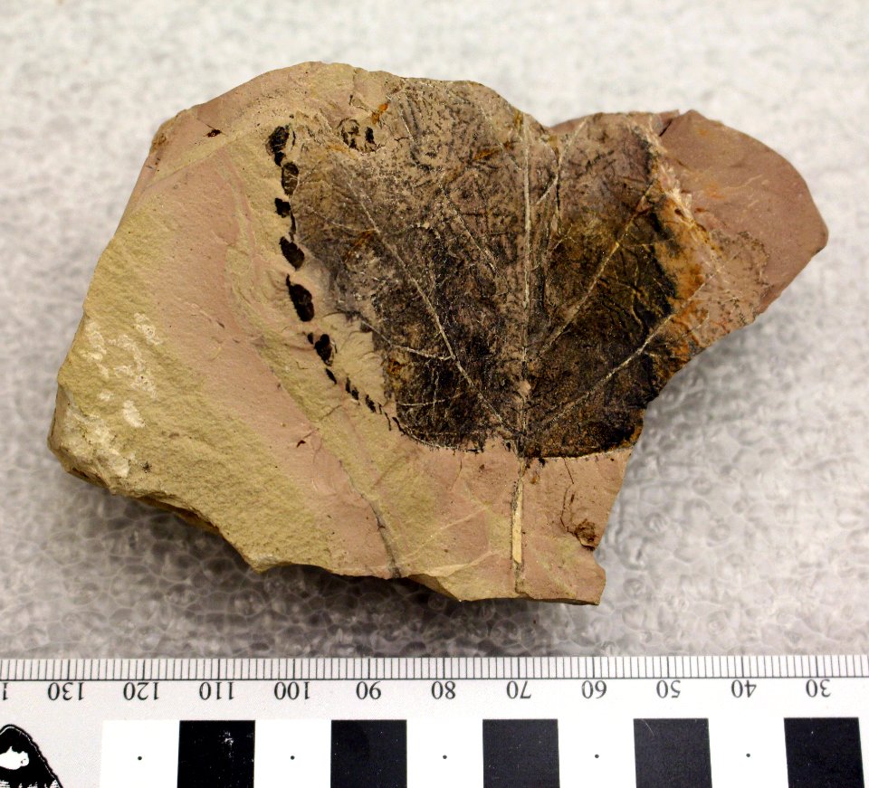 YELL 2323 Fossil angiosperm leaf