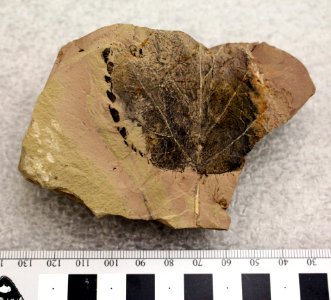 YELL 2323 Fossil angiosperm leaf photo