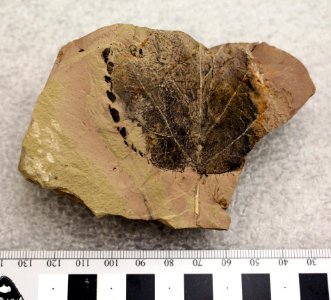 YELL 2323 Fossil angiosperm leaf