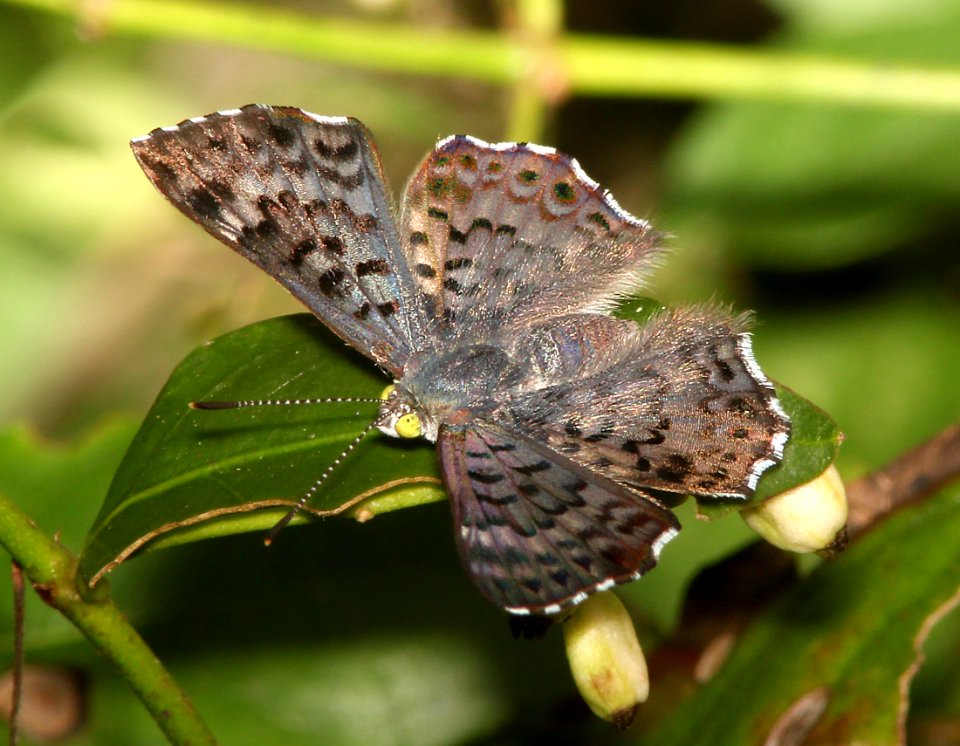 METALMARK, BLUE (Sasaia sula) (11-10-13) fem, sabal palm audubon sanc, brownsville, tx