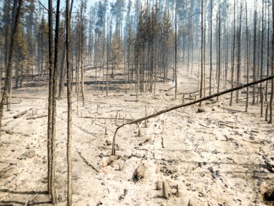 Maple Fire, August 14, 2016