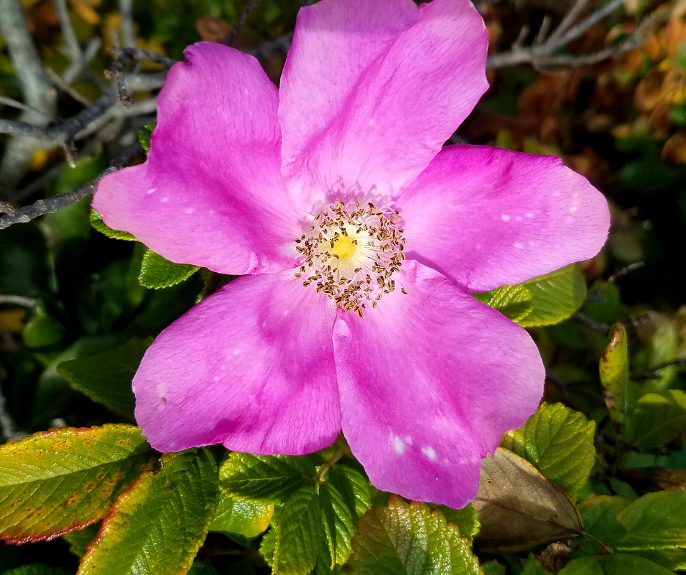 015 - MAINE - EAST POINT AUDUBON SANCTUARY (9-30-2018) york co, maine (10)