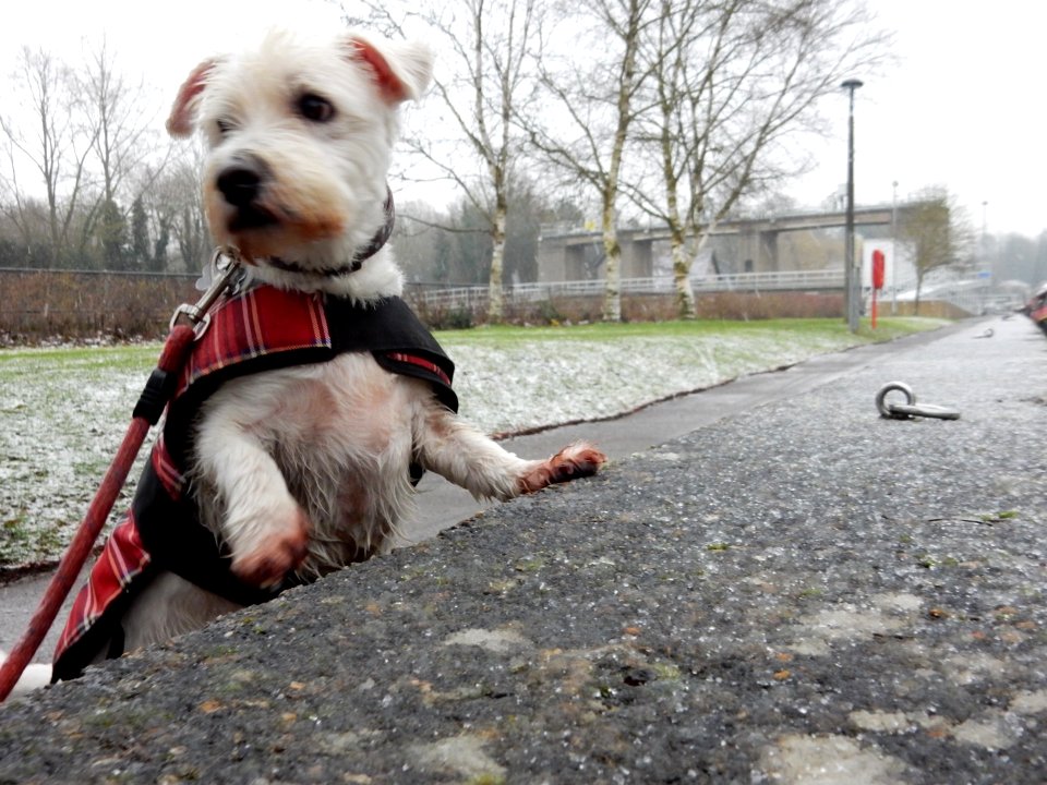 The Dog Snow Walk