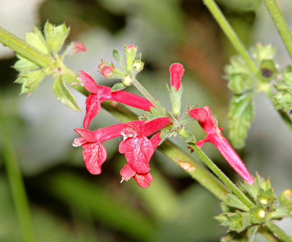 SCARLET HEDGE-NETTLE (Stachys Coccinea) (5-14-11) pena blanca lake, scc, AZ -01