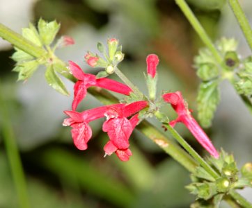 SCARLET HEDGE-NETTLE (Stachys Coccinea) (5-14-11) pena blanca lake, scc, AZ -01