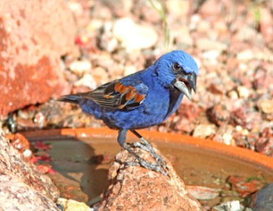 GROSBEAK, BLUE (8-4-10) yard, west of patagonia, scco, az -03