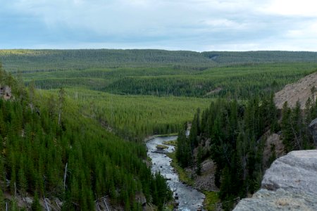 Lodgepole pine regrowth after 1988 fire along Gibbon River