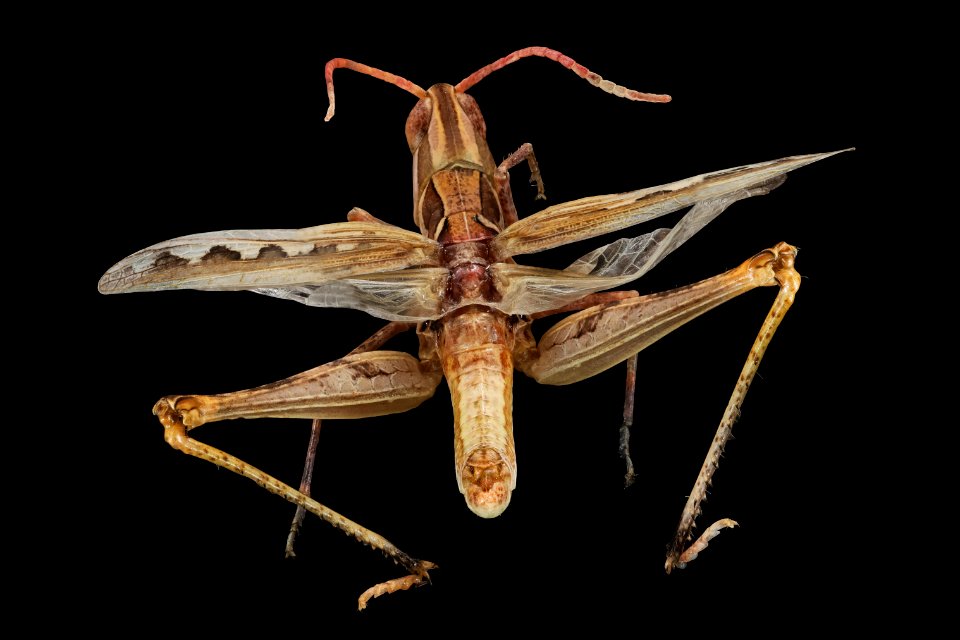 Cordillacris crenulata (top view)