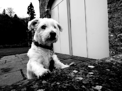 THE DOG