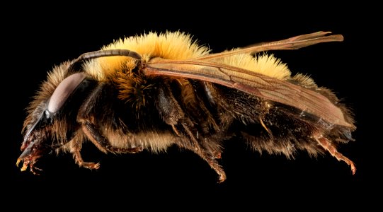 Andrena milwaukeensis, F, Side, Hancock co., Brooklin 2014-01-06-14.48.32 ZS PMax