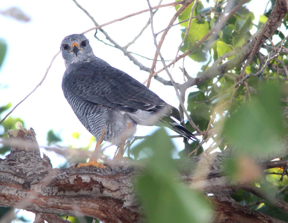 HAWK, GRAY (9-27-11) tubac, scc, az -01